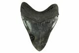 Serrated, Fossil Megalodon Tooth - South Carolina #149827-2